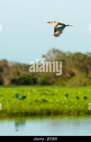 Kookaburra en vol au-dessus de l'eau jaune Les zones humides. Cooinda, Kakadu National Park, Territoire du Nord, Australie. Banque D'Images