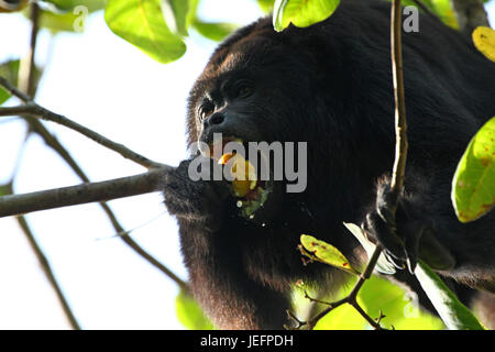 Singe hurleur noir manger un fruit de cajou Banque D'Images