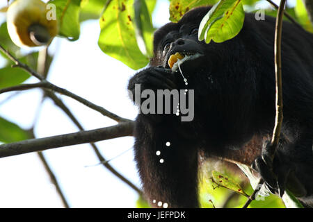 Singe hurleur noir manger un fruit de cajou Banque D'Images