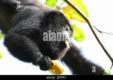 Singe hurleur noir manger un fruit de cajou Banque D'Images