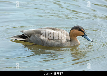 Anas luzonica Canard des Philippines. Banque D'Images