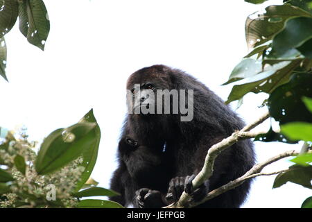 Singe hurleur noir guatémaltèque avec un bébé babouin - Banque D'Images