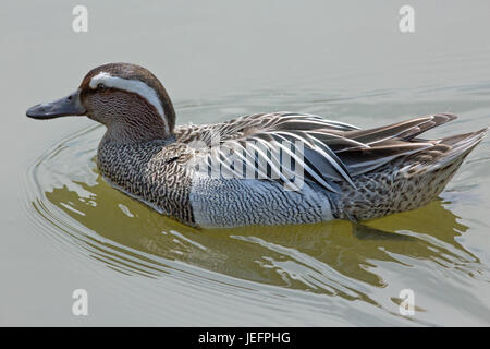 Sarcelle d'été Anas querquedula. Drake ou mâle. En plumage couleur d'élevage. Un petit canard de surface d'Eurasie. Migratrice. Banque D'Images