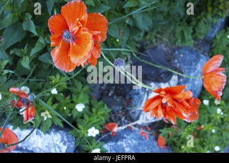 Fleur sauvage d'hibiscus d'orange printanier avec fond de jardin vert Banque D'Images