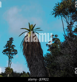 Toi, montagne, arbre de chou Cordyline indivisa et lancewood, Pseudopanax crassifolius, horoeka Erua, Forêt, Tongariro, Nouvelle-Zélande Banque D'Images