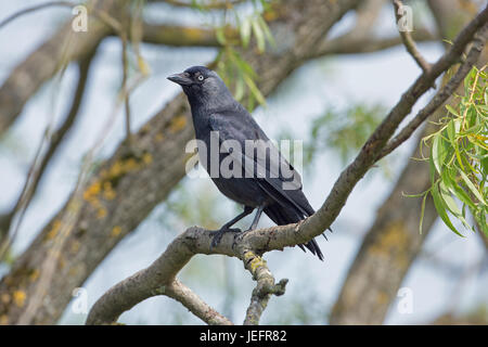 Corvus monedula choucas. Perchée dans un saule. Slimbridge, Gloucestershire. UK. Banque D'Images