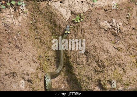 Couleuvre à collier Natrix natrix. Escalade sur la rive d'un ruisseau, à l'aide de corps musclé et écailles ventrales dans les tentatives d'achat sur la surface de l'argile humide. Banque D'Images