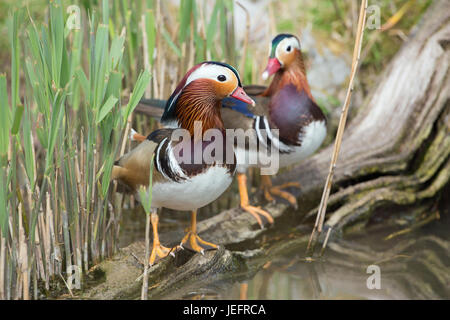 Canard Mandarin Aix galericulata. Deux mâles ou les mâles. Banque D'Images