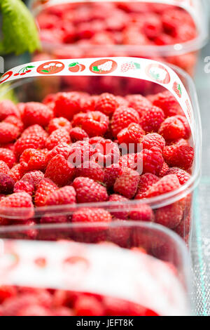 Matières premières fraîches framboises cueillies à la main dans des boîtes de plastique. Close up vertical récolte plein cadre Banque D'Images