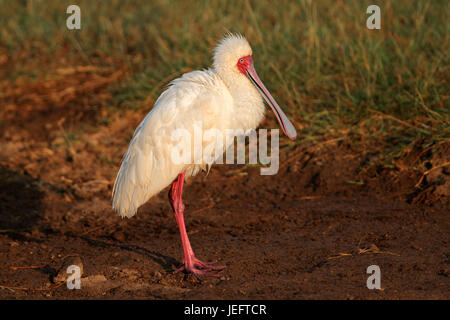 Spatule d'Afrique (Platalea alba), le Parc national Amboseli, Kenya Banque D'Images