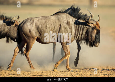 Un Gnou bleu (Connochaetes taurinus) dans la poussière, désert du Kalahari, Afrique du Sud Banque D'Images