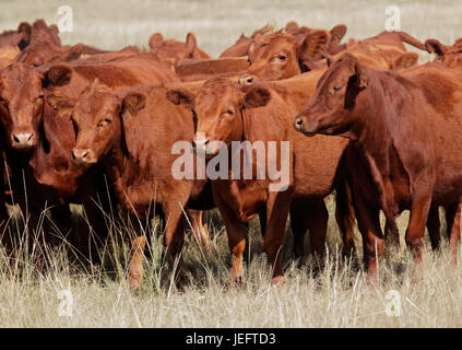 Free-range red angus bétail au pâturage, l'Argentine Banque D'Images