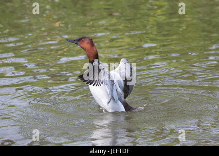 Aytha valisineria Canvasback. Homme ou Drake. S'étendant de l'aile. De canards d'Amérique du Nord. Espèce de pochard. Banque D'Images