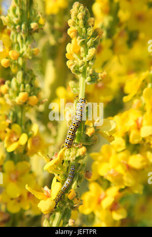 Mullein moth chenille sur une grande usine de molène, Verbascum thapsus, Rue du bardeau, Suffolk, Angleterre, RU Banque D'Images