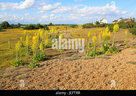 Fleurs jaune d'une grande usine de molène, Verbascum thapsus, Rue du bardeau, Suffolk, Angleterre, RU Banque D'Images