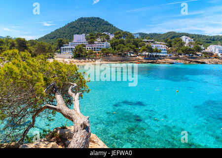 Green pine tree on cliff rock donnant sur la magnifique baie de Cala Portinatx hotels à terre, l'île d'Ibiza, Espagne Banque D'Images