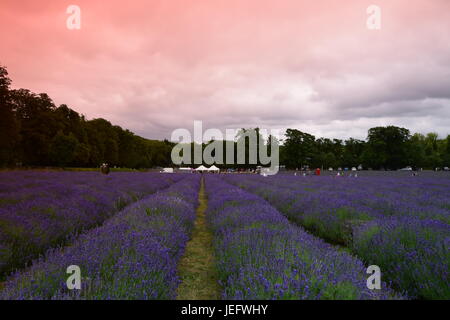 Mayfield Lavender Farm 2017 Banque D'Images