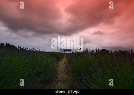 Mayfield Lavender Farm 2017 Banque D'Images