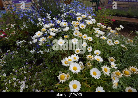 Mayfield Lavender Farm 2017 Banque D'Images