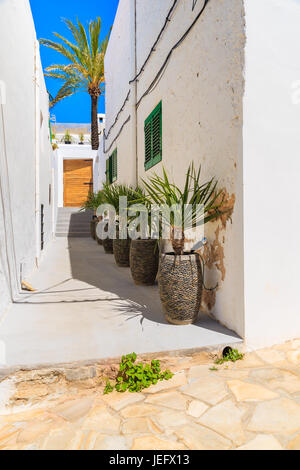 Rue étroite avec des maisons de style typiquement espagnol et palmier en Sant Josep de sa Talaia, Ibiza, l'île de ville Espagne Banque D'Images