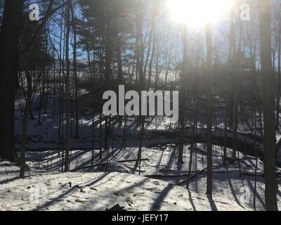 Lentille évasé. Regarder le soleil à travers les arbres à feuilles caduques en hiver. Neige au sol, petite rivière traverse les bois. Essai sous la neige. Banque D'Images