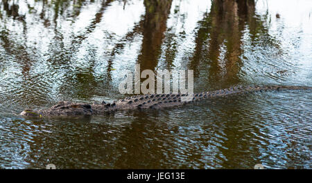 Saltwater crocodile dans Kakadu, Territoire du Nord, Australie Banque D'Images