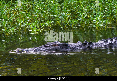 Saltwater crocodile dans Kakadu, Territoire du Nord, Australie Banque D'Images