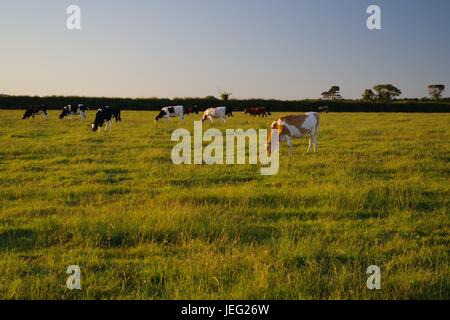 Paître le bétail (vaches Ayrshire) dans un champ de Devon dans la lumière dorée d'une soirée d'été. Orcombe point, Exmouth, Royaume-Uni. Juin 2017. Banque D'Images