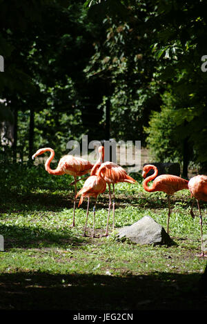 Les flamants roses sont debout sur le bord d'un plan d'eau sur un pré vert à la lumière du soleil. Banque D'Images