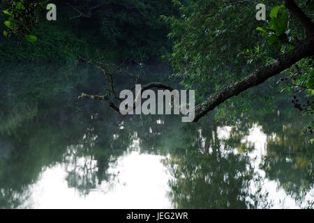 Une branche de travers surplombant la rivière calme, Misty exe à l'aube. Exeter, Devon, UK. Juin, 2017. Banque D'Images