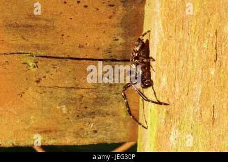 Araignée de jardin, araignée d'orbedweb angulaire (Araneus angulatus) Basking dans la lumière du soleil du matin sur une porte de jardin. Exeter, Devon, Royaume-Uni. Juin 2017. Banque D'Images