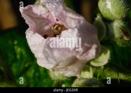 Un couvert de rosée Bramble fleur dans la lumière du matin. Exeter, Devon, UK. Juin, 2017. Banque D'Images
