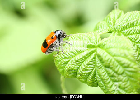 Clytra laeviuscula coccinelle feuille lisse sous-ordre (nemonious (Polyphaga)). Beetle avec ailes rouges avec des points noirs sur feuille de framboise Banque D'Images