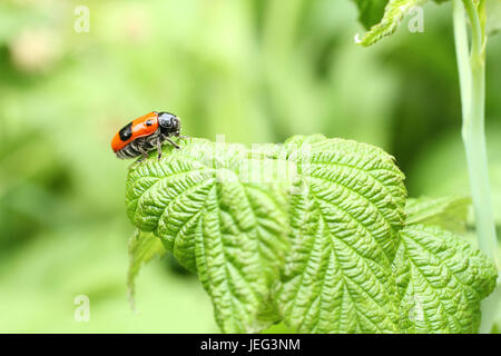 Clytra laeviuscula coccinelle feuille lisse sous-ordre (nemonious (Polyphaga)). Beetle avec ailes rouges avec des points noirs sur feuille de framboise Banque D'Images