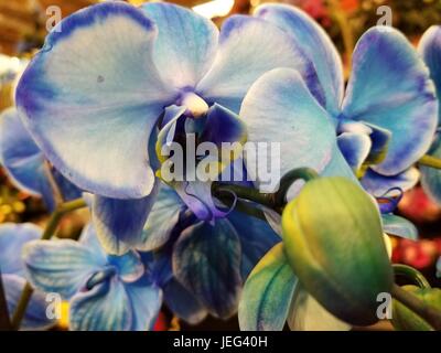 Photo de belles orchidées bleu non coupée dans un cadre naturel, faisant ressortir la variété de couleurs bleu qui sont devenus la base de cette fleur. Banque D'Images