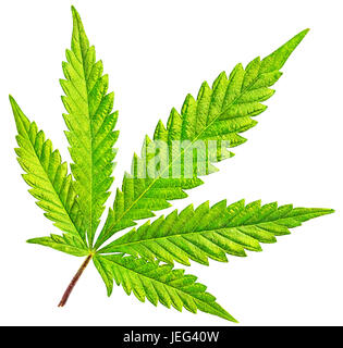 Cinq feuilles de cannabis marijuana conseil en couleur et isolé sur fond blanc. Allumé avant et complètement allumé. Banque D'Images