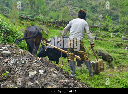 Jeune homme népalais labourer le champ avec des taureaux. Banque D'Images