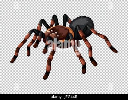 Spider sauvages sur fond transparent illustration Illustration de Vecteur