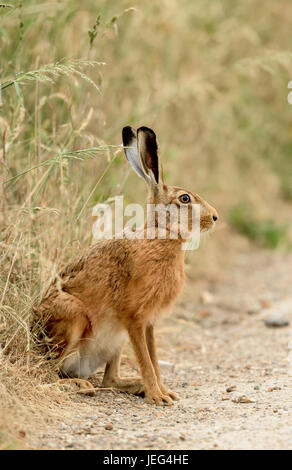 Lièvre brun (Lepus europaeus) au bord d'un champ de prairie à Norfolk. Banque D'Images