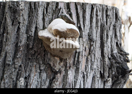 Champignon parasite sur l'arbre dans la forêt au printemps. Banque D'Images