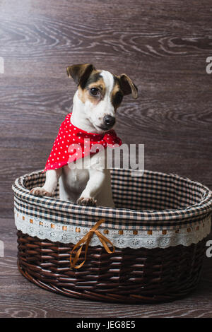 Jack Russell Terrier dans brown panier. Chien dans un bandana rouge tendance. Le chien regarde la caméra. Fond en bois sombre. Banque D'Images