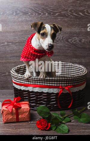 Jack Russell Terrier dans brown panier avec boîte-cadeau de fête et de rose. Chien dans un bandana rouge tendance. Fond en bois sombre. Banque D'Images