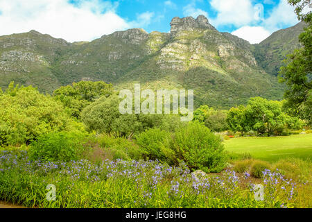 Jardin de Kirstenbosch Soth Africa Banque D'Images