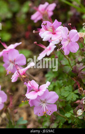 Fleurs roses de l'été plante vivace en fleurs, géranium sanguin Geranium dalmaticum Banque D'Images