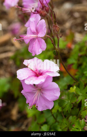 Fleurs roses de l'été plante vivace en fleurs, géranium sanguin Geranium dalmaticum Banque D'Images