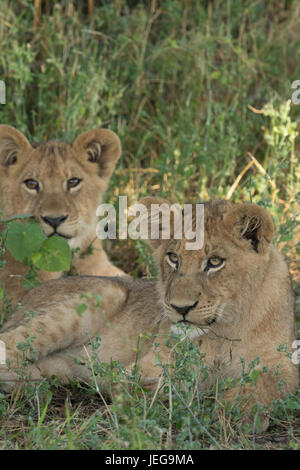 Deux lionceaux mignons lying in grass dans la zone sur l'Île Mombo chefs dans le Delta de l'Okavango au Botswana Banque D'Images