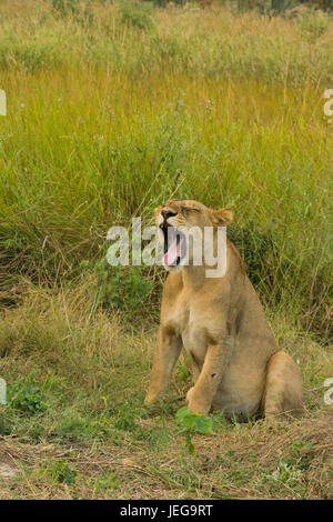 Les Lions se reposant dans le coucher du soleil Banque D'Images