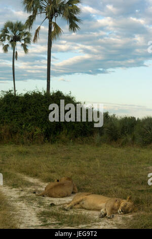 Les Lions se reposant dans le coucher du soleil Banque D'Images