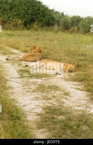 Les Lions se reposant dans le coucher du soleil Banque D'Images