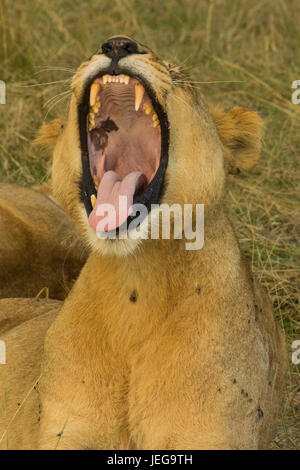 Les Lions se reposant dans le coucher du soleil Banque D'Images